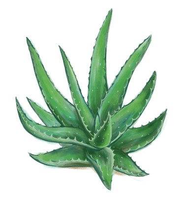 Aloe in Proctonic